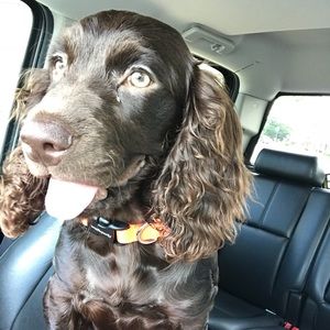 Meet your Posher, Dylan